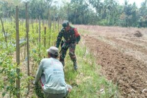 Dukung Ketahanan Pangan Melalui Komsos Babinsa Kodim 1002/HST Di Wilayah Binaan
