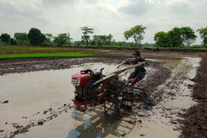 Terjun Langsung Ke Sawah, Babinsa Kodim 1002/HST Dampingi Petani Olah Lahan