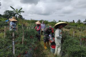 Tingkatkan Ketahanan Pangan, Babinsa Tabu Darat Bantu Petani Panen Cabe Merah