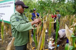 Kodim Boyolali Panen Raya Jagung Di Lahan Perhutani
