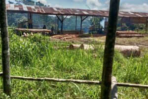 Diduga somel pengolahan kayu alam tidak memiliki ijin di nagori mariah dolok. Kecamatan dolok silo. Kab simalungun.