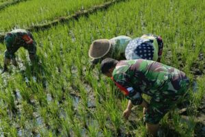 Babinsa Dampingi Penyiangan Padi