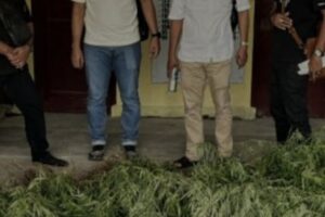 Set narkobs polres simalungun berhasil temukan ladang ganja di dolok silo.