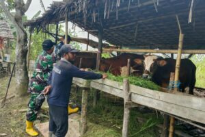 Babinsa Tabu Darat Hilir Monitoring Kesehatan Sapi Warga Dorong Ketahanan Pangan