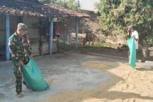 Babinsa Menjadi Mitra Terpercaya dalam Membantu Proses Jemur Padi