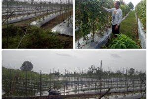 Tantangan Petani Sayuran Kacang Buncis di Melawi Adalah Hama Penyakit