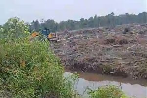 Alih Fungsi Lahan Program Pertanian Berkelanjutan(LP2B) Bandar Punya duit Tanami Kelapa Sawit