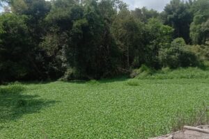 Di duga Dua Anak dari Perusahaan PT. PAS Kebal Hukum