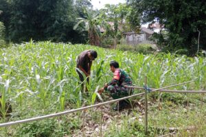 Babinsa Berdayakan Petani, Tingkatkan Kesejahteraan Masyarakat