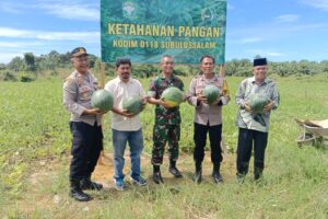 Panen Semangka Program Ketahanan Pangan Kodim 0118 Subulussalam
