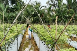 Hadapi Tantangan Cuaca Ekstrem, Babinsa Bantu Petani Cabai