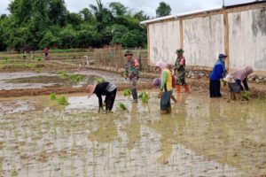Babinsa dan Balai Pertanian Limpasu Bersatu Padu Sukseskan Tanam Padi
