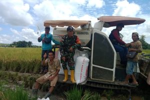 Babinsa Dampingi Panen Padi di Labuan Amas Selatan, Petani Sumringah Hasil Meningkat