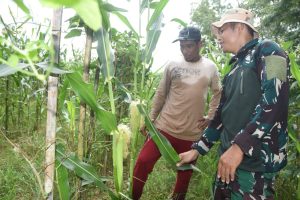 Selain Jalan, Satgas TMMD Bantu Petani Jagung di Pengambau Hilir Luar