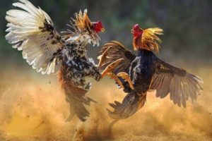Perjudian Sabung Ayam Marak di Belung Poncokusumo Kabupaten Malang, Aparat Dinilai Tutup Mata Terhadap Instruksi Kapolri