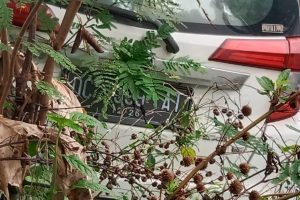 Detik-detik Penarikan Mobil yang Terperosok ke sawah di tana toraja