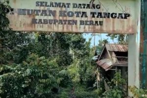 Tambang Ilegal Menggila! Hutan Kota Tangap Berau Terancam Punah, Aparat Diminta Turun Tangan