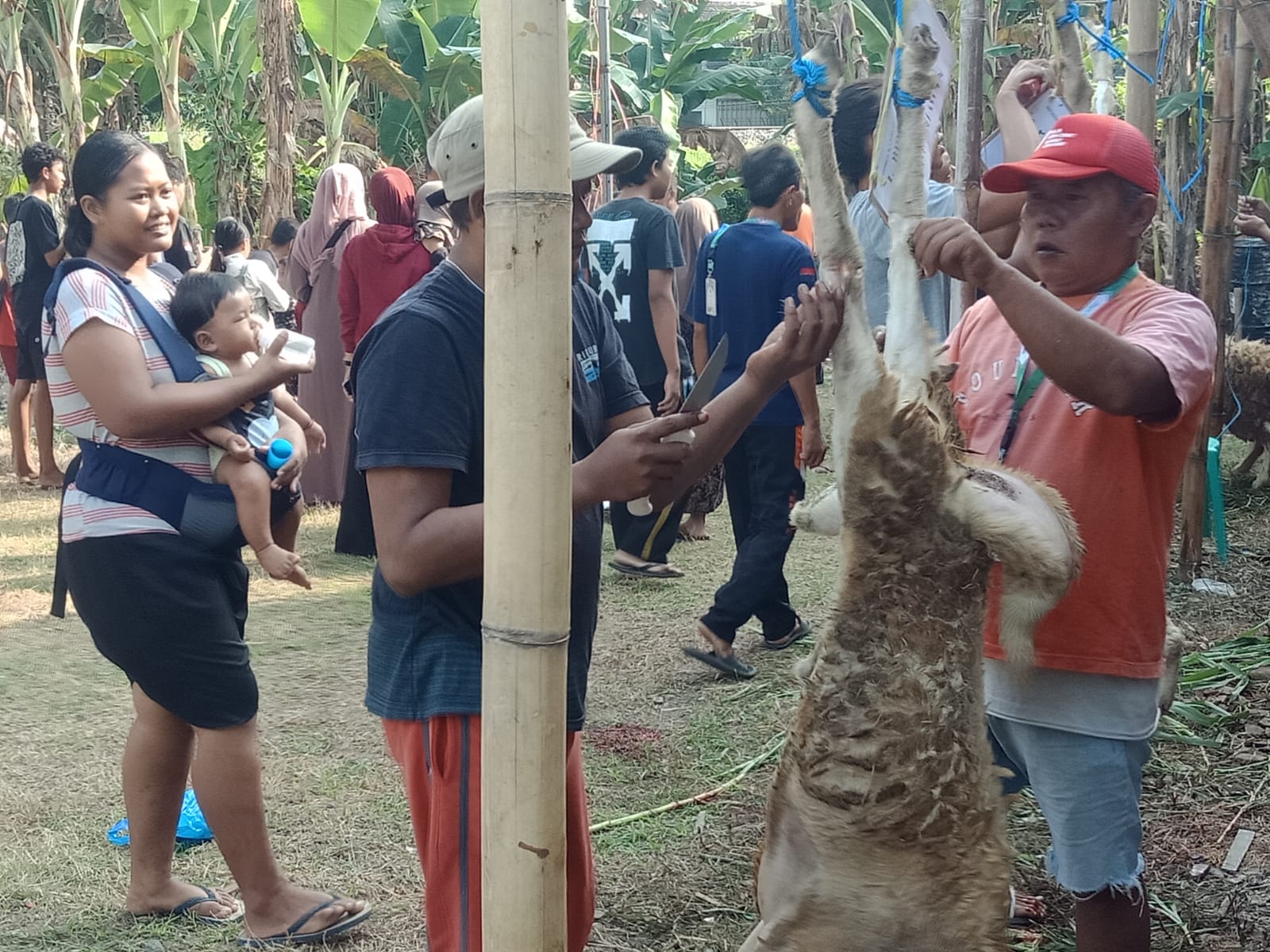 Sholat Idul Adha 1447 H di Masjid Al-Ikhlas Geneng Jombatan Berlangsung Khidmat, Sembelih 1 Sapi dan 17 Kambing