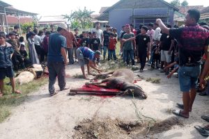 Masyarakat Link Keranggot Merayakan Hari Raya Idhul Adha 1447 H Dengan Penyembelihan Hewan Kurban.