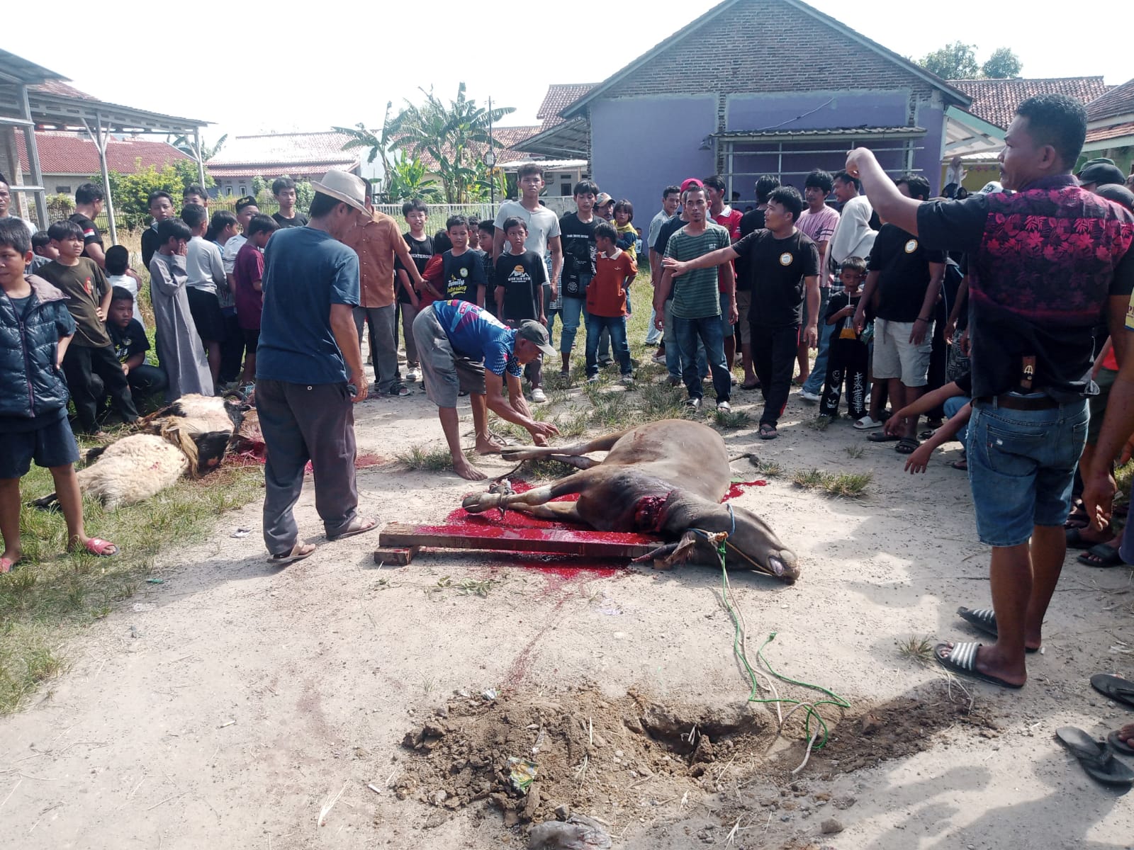 Masyarakat Link Keranggot Merayakan Hari Raya Idhul Adha 1447 H Dengan Penyembelihan Hewan Kurban.