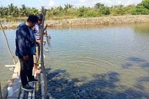 BUMDes Damai Jaya Desa Damai Sidrap Tekuni Usaha Ketahanan Pangan, Budidayakan 25.000 Ekor Ikan Nila di Kolam 25 Are