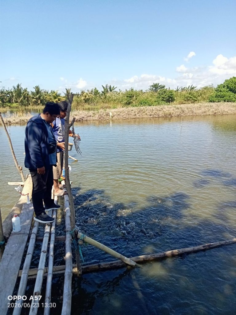 BUMDes Damai Jaya Desa Damai Sidrap Tekuni Usaha Ketahanan Pangan, Budidayakan 25.000 Ekor Ikan Nila di Kolam 25 Are
