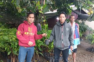 Desa Tanetepao Salurkan 2.500 Bibit Kakao Gratis, Dorong Komoditas Unggulan Petani Mamuju