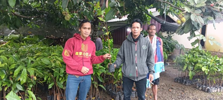 Desa Tanetepao Salurkan 2.500 Bibit Kakao Gratis, Dorong Komoditas Unggulan Petani Mamuju