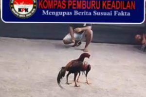 Sabung Ayam Diduga Masih Berdenyut di Desa Lempeni — Hukum Tumpul atau Pengawasan yang Lemah? Aparat Jangan Cuma Diam!